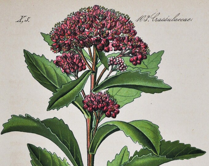 Orpine Print - Original Antique Botanical Print 1880s - Sedum fabaria / Hylotelephium telephium (plant flower seed livelong frog's-stomach)