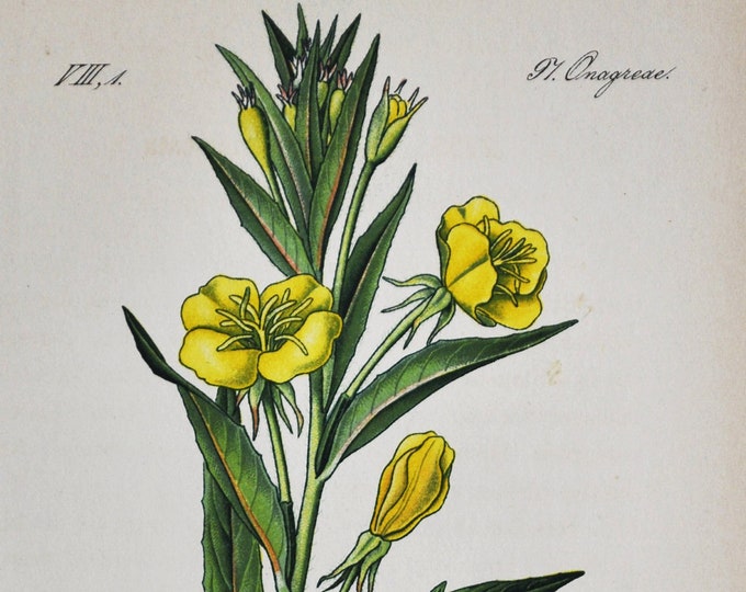 Evening Star Print - Original Antique Botanical Print 1880s - Oenothera muricata / biennis (plant flower seed garden sundrop german rampion)