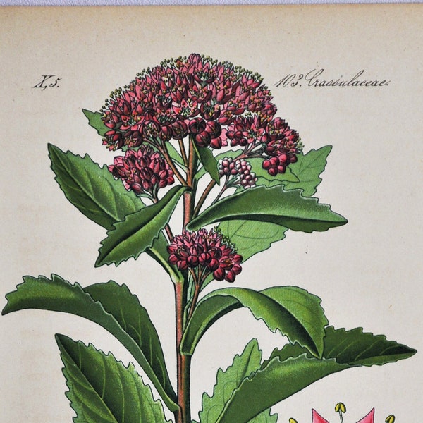 Orpine Print - Original Antique Botanical Print 1880s - Sedum fabaria / Hylotelephium telephium (plant flower seed livelong frog's-stomach)