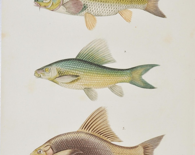 Common Carp / Mrigal carp / Rohu Fish - Hand-colored Original Antique Fish Print - Cuvier engraving 1840s