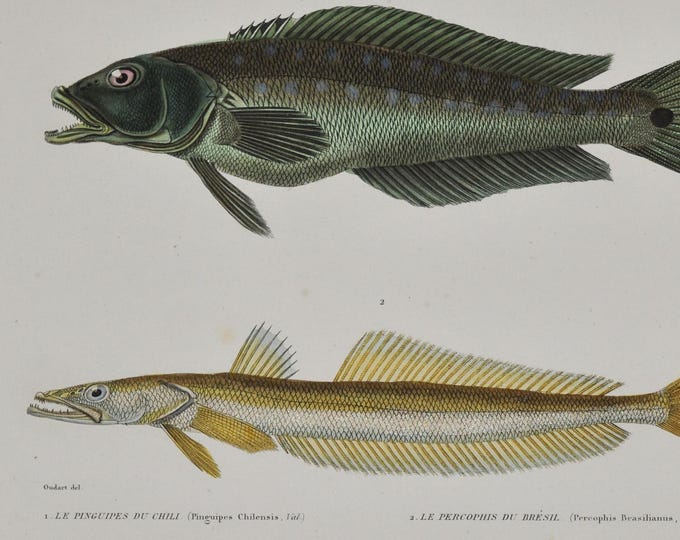 Chilean Sandperch & Brazilian Flathead (pinguipes chilensis / percophis) - Hand-colored Original Antique Fish Print - Cuvier engraving 1840s