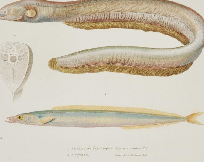 Electric Eel & Lesser Sand Eel (gymnotus electricus ammodytes tobianus) - Hand-colored Original Antique Fish Print - Cuvier engraving 1840s