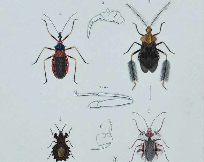 Bugs - Hand-colored Original Antique Insect Print - Orbigny engraving from 1849 (reduvius amoenus holoptilus lemur dysodius lunatus astemma)