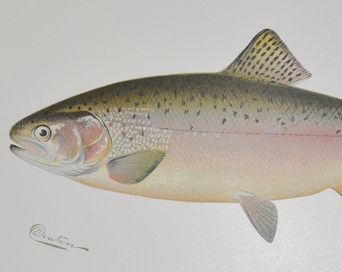 Rainbow Trout - Original Antique Fish Print - Salmo Irideus - 1902 Sherman Foote Denton (fly fishing poster plate new york NY rod net usa)