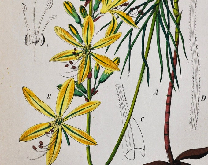 King's Spear Print - Original Antique Botanical Print 1880s - Asphodeline lutea (plant flower garden seed perennial yellow europe africa)