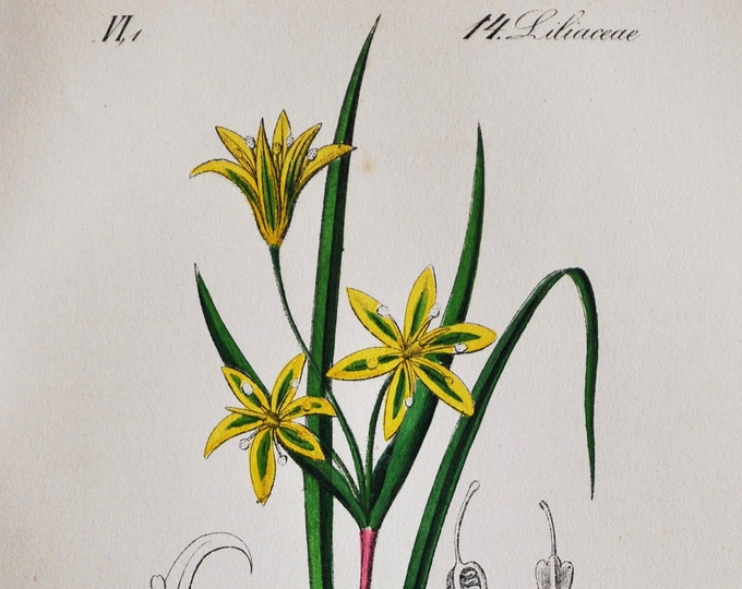 Gagea Arvensis Print - Original Antique Botanical Print 1880s - Gagea arvensis (plant flower garden seed perennial yellow europe perennial)
