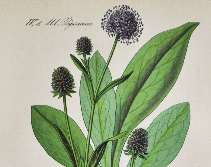 Frosted Pearls Print - Original Antique Botanical Print 1880s - Succisa australis (plant flower garden seed europe inflexa honeysuckle)