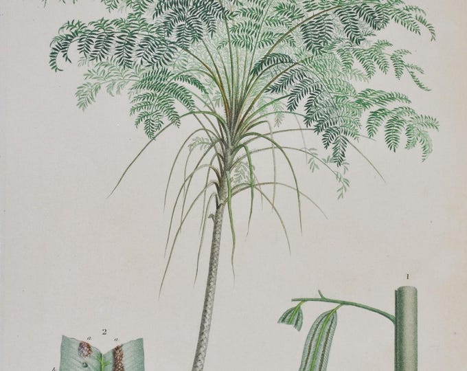 Tree Fern - Hand-colored Original Antique Botanical Print - Orbigny engraving 1849 (trichipteris excelsa, cyatheales, green stems leaves)