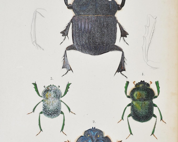 Beetles - Hand-colored Original Antique Insect Print - Orbigny engraving from 1849 (copris isidis, phanaeus lancifer, ateuchus egyptiorum)