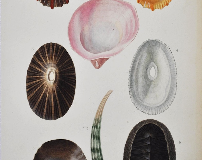 Fissurella Nimbosa, Chiton Squamosus - Hand-colored Original Antique Fish Print - Orbigny engraving from 1849 (shellfish shell sea urchins)