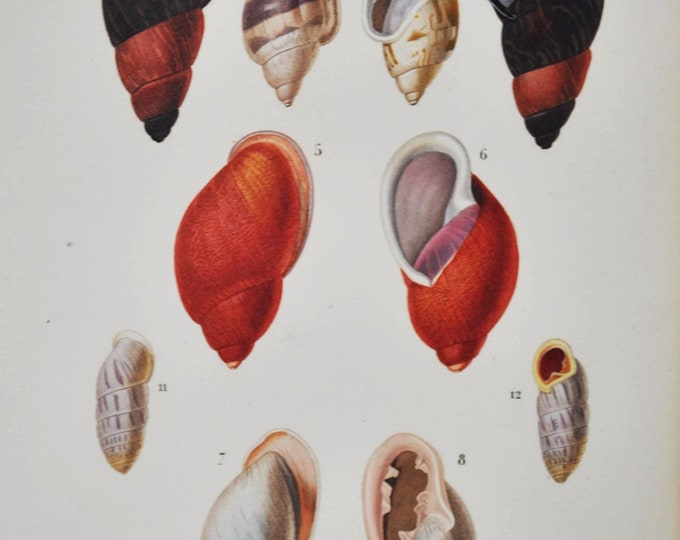 Bulimus Signatus, Mendorensis Pudicus - Hand-colored Original Antique Fish Print - Orbigny engraving from 1849 (shellfish shell clams snail)