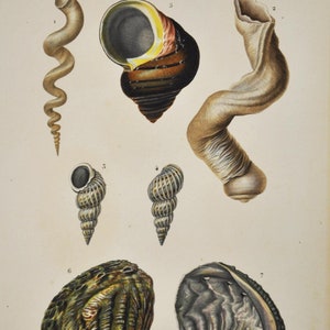 May include: A vintage scientific illustration of various seashells, including a Vermet, Adanson, Magile antique, Solaire, Turbo, and Haliotide. The illustration is in colour and features detailed drawings of the shells.
