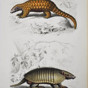 Armadillo / Pangolin - Hand-colored Original Antique Animal