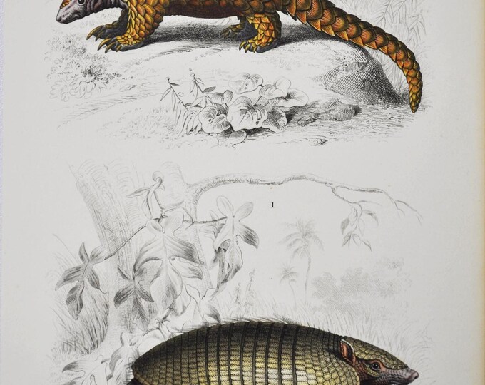 Armadillo / Pangolin - Hand-colored Original Antique Animal Print - Orbigny engraving from 1849 (six-banded armadillo, indian pangolin)