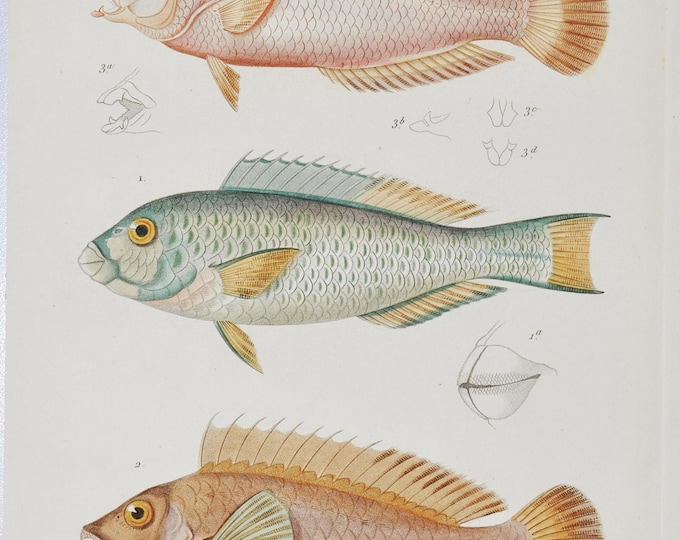 Longnose Parrotfish / Mediterranean Parrotfish / Chiseltooth Wrasse - Hand-colored Original Antique Fish Print - Cuvier engraving 1840s