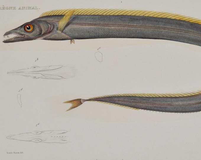 Silver Scabbardfish (lepidopus argyreus / lepidopus caudatus) - Hand-colored Original Antique Fish Print - Cuvier engraving 1840s