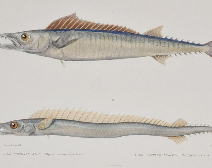 Barracouta or Snoek & Snake Mackerel (Thyrsites atun / Gempylus serpens) - Hand-colored Original Antique Fish Print - Cuvier engraving 1840s