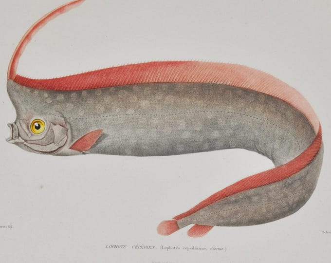 Crested Oarfish (lophotes cepedianus) - Hand-colored Original Antique Fish Print - Cuvier engraving 1840s