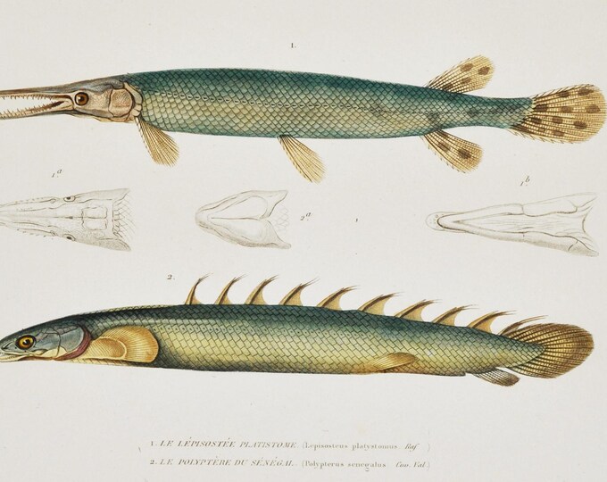 Shortnose Gar & Gray Bichir (lepisosteus platystoma / polypterus) - Hand-colored Original Antique Fish Print - Cuvier engraving 1840s