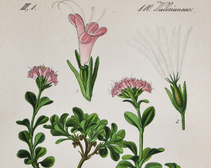Dwarf Valerian Print - Original Antique Botanical Print 1880s - Valeriana supina (plant flower seed garden pink caprifoliaceae europe)
