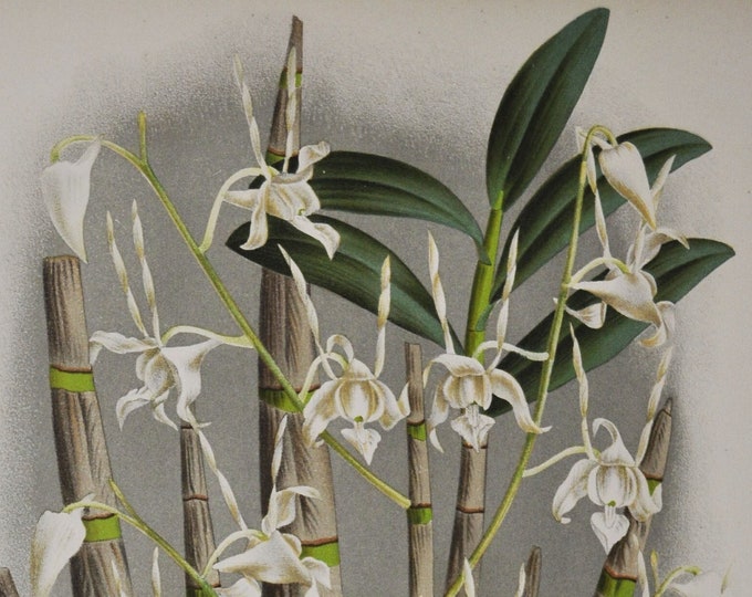 Dendrobium Strebloceras Rossianum - Original Large Antique Orchid Print 1880s - orchidaceae botanical plant flower linden lindenia orchidee