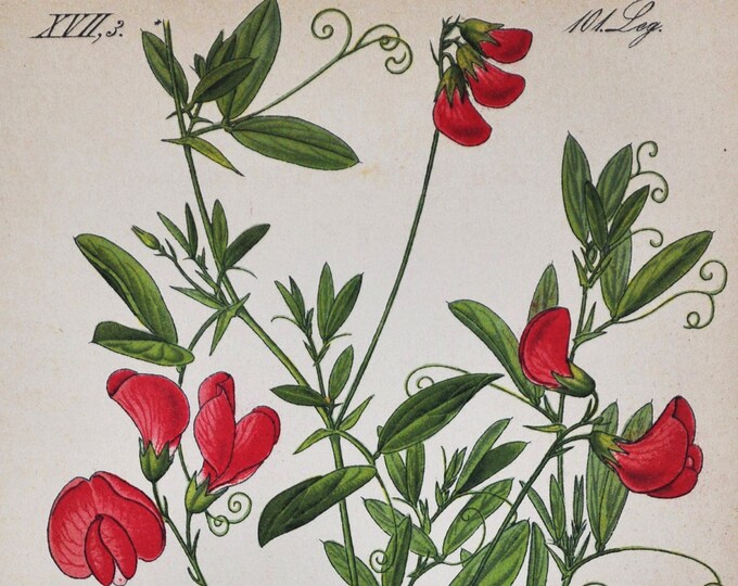 Tuberous Pea Print - Original Antique Botanical Print 1880s - Lathyrus tuberosus (plant flower seed tuberous vetchling earthnut red europe)