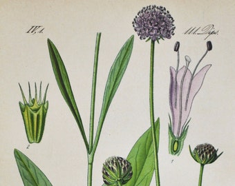 Devil's-Bit Scabious Print - Original Antique Botanical Print 1880s - Succisa pratensis (plant flower garden seed honeysuckle purple pink)