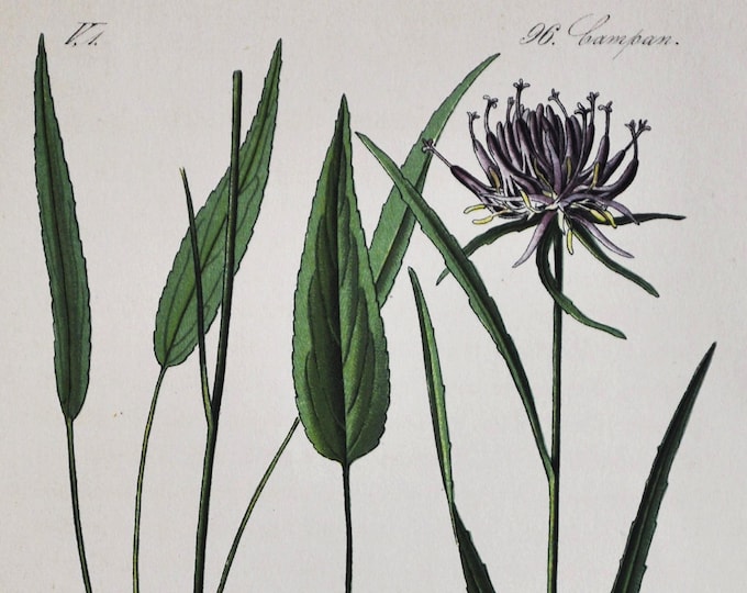 Horned Rampion Print - Original Antique Botanical Print 1880s - Phyteuma scheuchzeri (plant flower seed garden purple Oxford Campanulaceae)