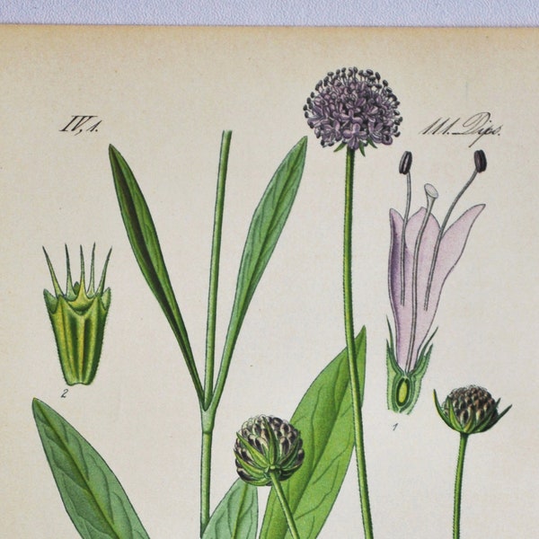 Devil's-Bit Scabious Print - Original Antique Botanical Print 1880s - Succisa pratensis (plant flower garden seed honeysuckle purple pink)