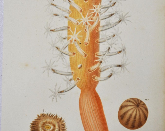 Sea Pen - Hand-colored Original Antique Sea Life Print - Orbigny engraving from 1849 (marine cnidarians, pennatulacea, anemone, aquarium)
