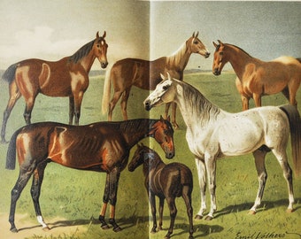 Horse Breeds I - Original Antique Animal Print - 1906 (Arabian Full Blood, Arab, Thoroughbred, Horse Racing, Hungarian, Norfolk trotter)