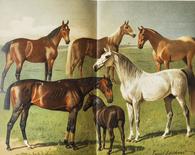 Horse Breeds I - Original Antique Animal Print - 1906 (Arabian Full Blood, Arab, Thoroughbred, Horse Racing, Hungarian, Norfolk trotter)