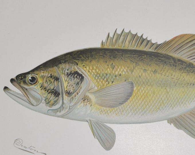 Large-Mouthed Black Bass - Original Antique Fish Print - Micropterus Salmoides - 1902 Sherman Foote Denton (fly fishing new york lure rod)