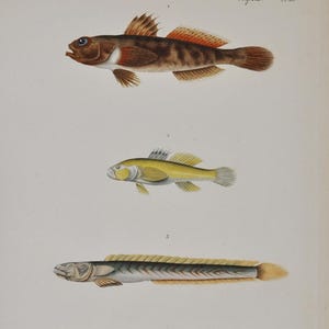 May include: An antique illustration of various fish species, showcasing detailed watercolor renderings. The image features four distinct fish, each with unique colors and shapes, set against a cream-colored background. Text in French identifies each species.