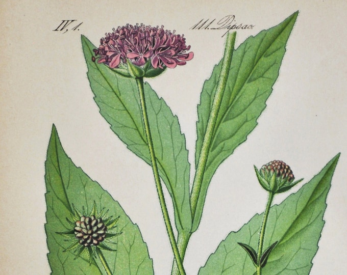 Woodland Scabious Print - Original Antique Botanical Print 1880s - Knautia sylvatica (plant flower garden seed honeysuckle perennial pink)