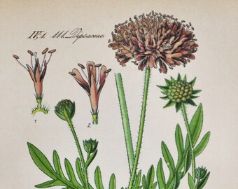 May include: A vintage botanical illustration of a Knautia arvensis plant, also known as field scabious. The illustration shows the plant's flower, leaves, and stem in detail. The text "2913. Knautia arvensis L. Honigblume." is printed below the illustration.