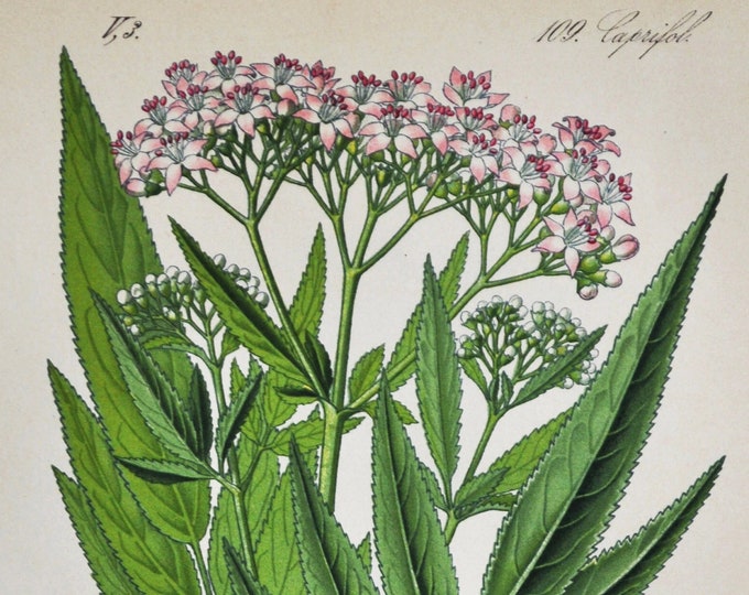 Danewort Print - Original Antique Botanical Print 1880s - Sambucus ebulus (plant flower seed dane weed danesblood dwarf elder walewort)