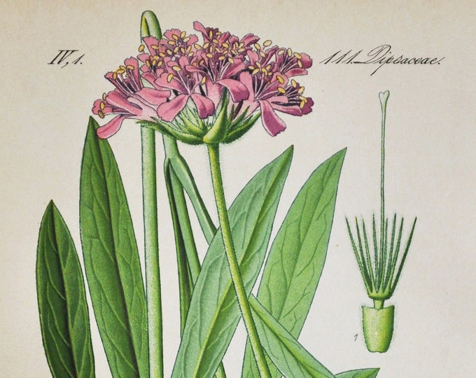 Long Leaf Widow Flower Print - Original Antique Botanical Print 1880s - Knautia longifolia (plant flower garden seed honeysuckle pink)