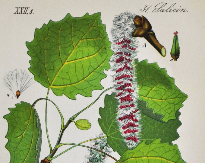 Aspen Print - Original Antique Botanical Print 1880s - Populus tremula (plant flower seed garden tree Eurasian european common quaking)