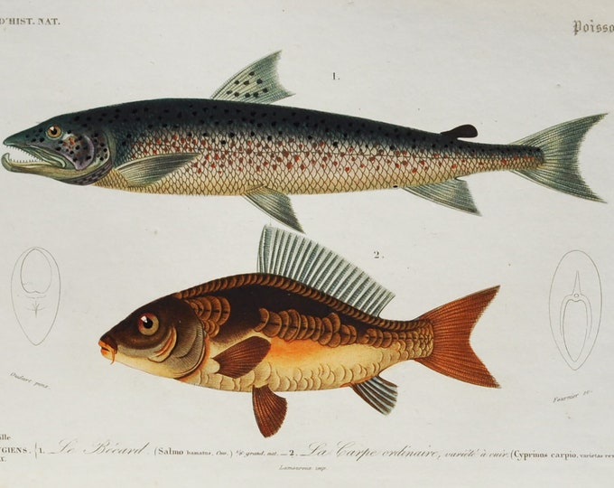 Salmon and Carp - Hand-colored Original Antique Fish Print - Orbigny engraving from 1849 (Salmo Hamatus, Cyprinus Carpio, silver, common)