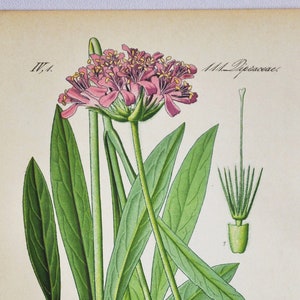 以下が含まれることがあります： ヴィンテージの植物画。詳細な花の植物のイラストが描かれています。植物は長い緑の葉、ピンクの花の房、根系を持っています。テキストには学名と番号2941が含まれています。