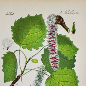 Tryck av asp - Originalt antikt botaniskt tryck 1880-talet - Populus tremula (växt blomma frö trädgårdsträd eurasisk europeisk vanlig jordbävning)