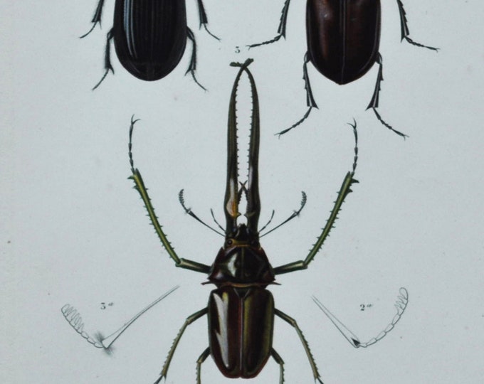Beetles - Hand-colored Original Antique Insect Print - Orbigny engraving from 1849 (passalus tridens, lucanus cervus, chiasognathus grantii)