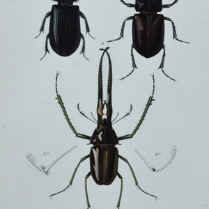 May include: A vintage scientific illustration of three beetles. The beetles are black, brown, and green with long legs and antennae. The illustration is labeled with the scientific names of the beetles.