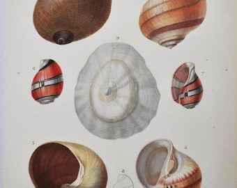 Bulla Aplustre, Natica Canrena - Hand-colored Original Antique Fish Print - Orbigny engraving from 1849 (shellfish shell sea urchins worms)