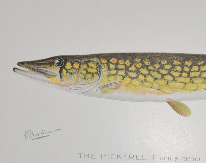 The Pickerel - Original Antique Fish Print - Lucius Reticulatus - 1902 Sherman Foote Denton (fly fishing poster plate new york NY rod net)