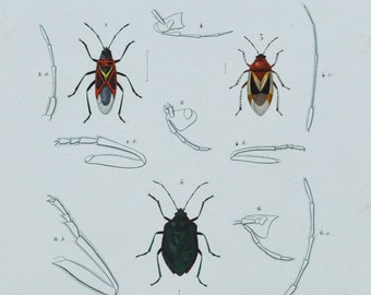 Bugs - Hand-colored Original Antique Insect Print - Orbigny engraving from 1849 (lygaeus formosus phytocoris amabilis pentaloma splendeus)