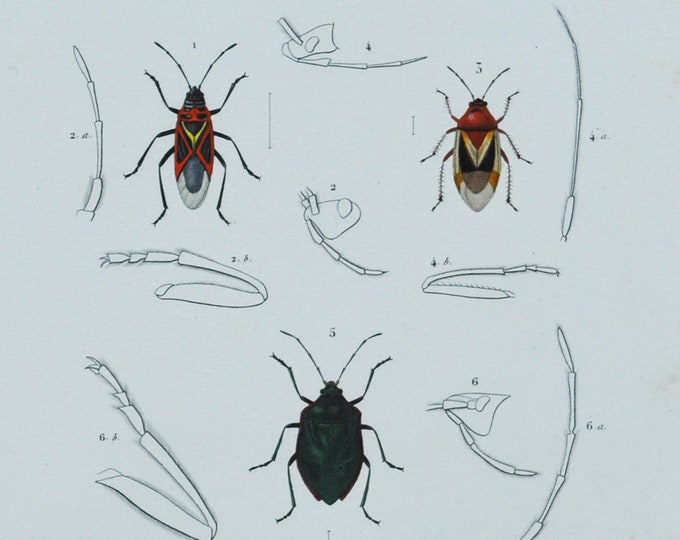 Bugs - Hand-colored Original Antique Insect Print - Orbigny engraving from 1849 (lygaeus formosus phytocoris amabilis pentaloma splendeus)