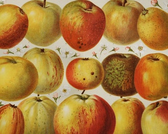 Apples - original antique fruit print 1906 (tree, malus domestica, golden noble, reinette, rennet, alexander, rose apple, edelborsdorfer)