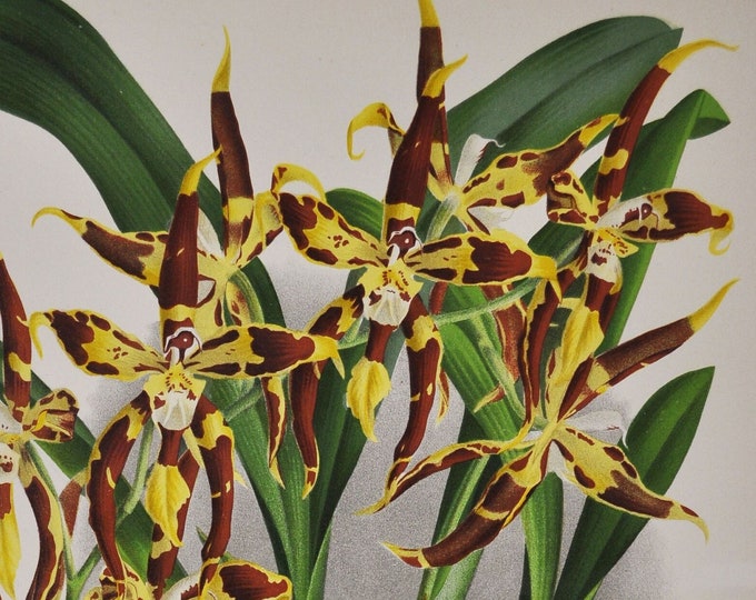 Odontoglossum Cuspidatum - Original Large Antique Orchid Print 1880s - orchidaceae botanical plant flower linden lindenia orchidee yellow